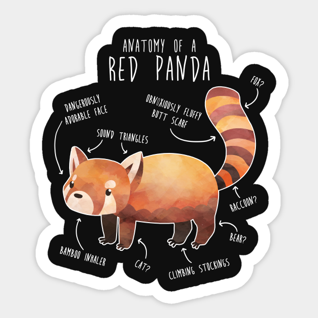 Red Panda Anatomy - Red Panda - Sticker | TeePublic